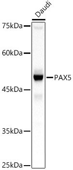 PAX5 Rabbit pAb