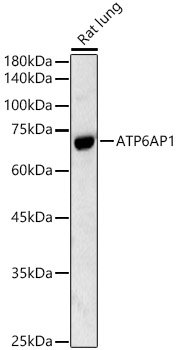 ATP6AP1 Rabbit pAb