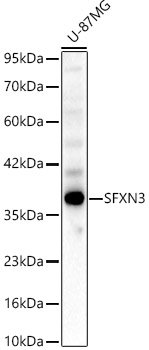 SFXN3 Rabbit pAb