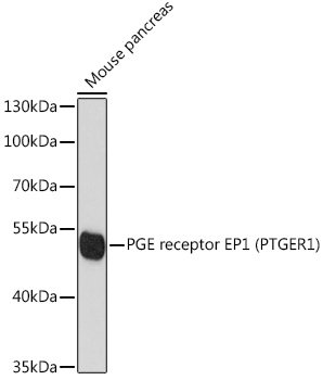 PGE receptor EP1 (PTGER1) Rabbit pAb