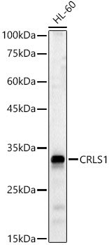 CRLS1 Rabbit pAb