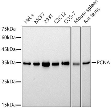 PCNA Rabbit mAb