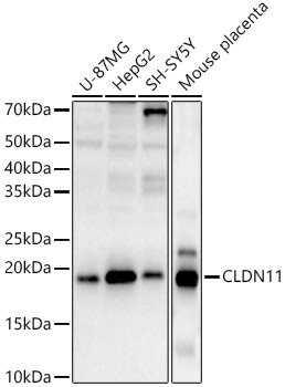 CLDN11 Rabbit pAb