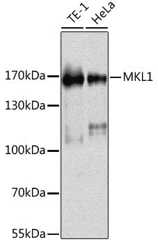 MKL1 Rabbit pAb