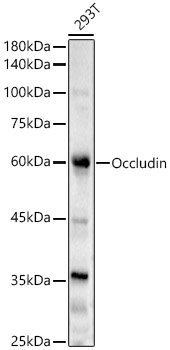 Occludin Rabbit pAb