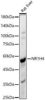 NR1H4 Rabbit pAb