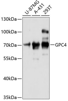 GPC4 Rabbit pAb