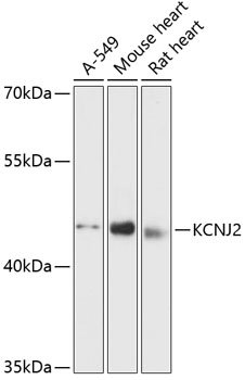 KCNJ2 Rabbit pAb