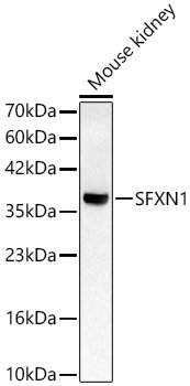 SFXN1 Rabbit pAb