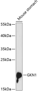 GKN1 Rabbit pAb