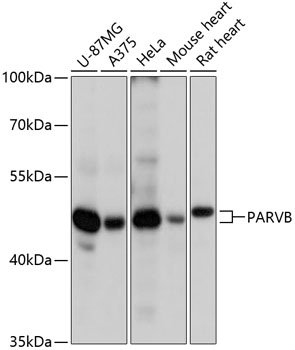 PARVB Rabbit pAb