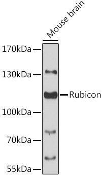 Rubicon Rabbit pAb