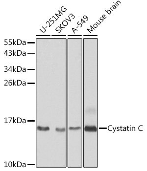 Cystatin C Rabbit pAb