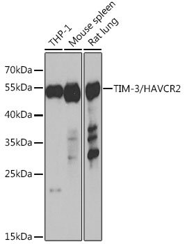 TIM-3/HAVCR2 Rabbit pAb