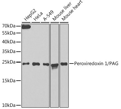 Peroxiredoxin 1/PAG Rabbit pAb