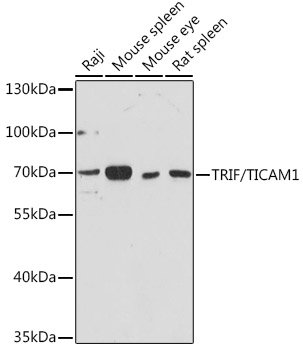 TRIF/TICAM1 Rabbit pAb