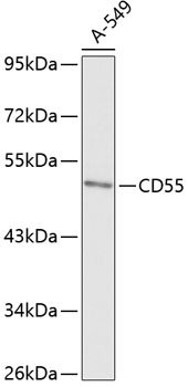 CD55 Rabbit pAb