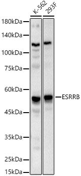 ESRRB Rabbit pAb