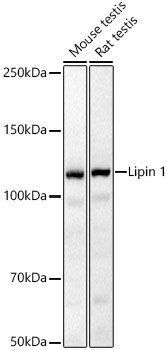 Lipin 1 Rabbit pAb