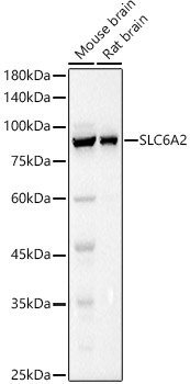 SLC6A2 Rabbit pAb