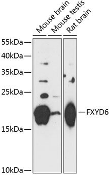 FXYD6 Rabbit pAb
