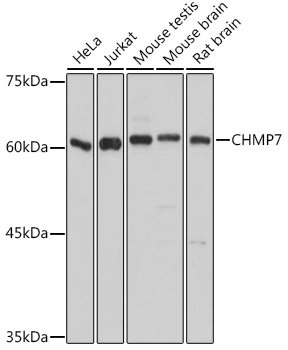 CHMP7 Rabbit pAb