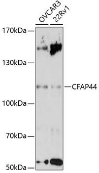 CFAP44 Rabbit pAb