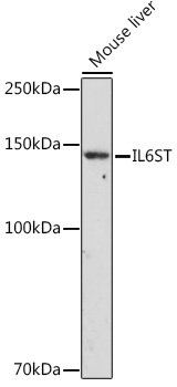 IL6ST Rabbit pAb