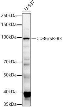 CD36/SR-B3 Rabbit pAb