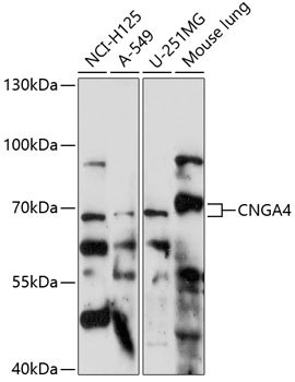 CNGA4 Rabbit pAb