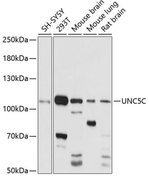 UNC5C Rabbit pAb