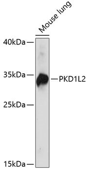 PKD1L2 Rabbit pAb