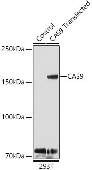 CAS9 Rabbit pAb