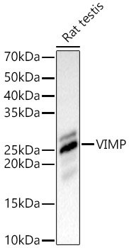 VIMP Rabbit pAb