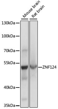 ZNF124 Rabbit pAb