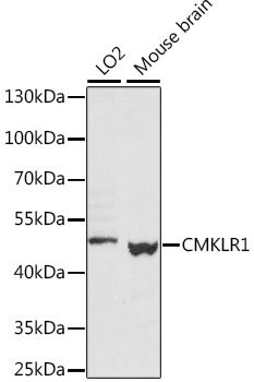 CMKLR1 Rabbit pAb