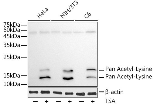 Pan Acetyl-Lysine Mouse mAb