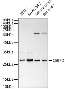 CEBP Delta/CEBPD Rabbit pAb
