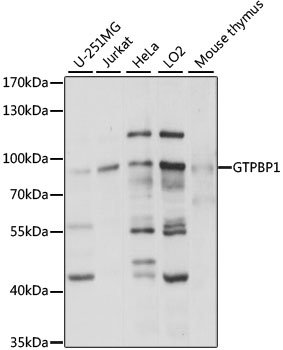 GTPBP1 Rabbit pAb