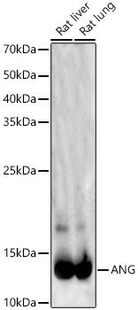 ANG Rabbit pAb