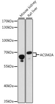 ACSM2A Rabbit pAb