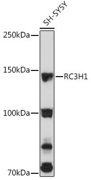 RC3H1 Rabbit pAb
