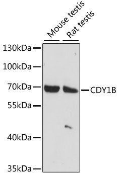 CDY1B Rabbit pAb