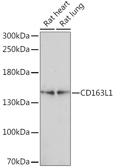 CD163L1 Rabbit pAb