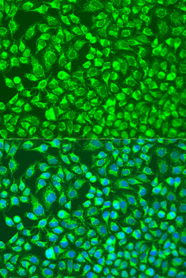 MMP14/MT1-MMP Rabbit pAb