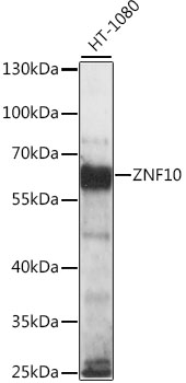 ZNF10 Rabbit pAb