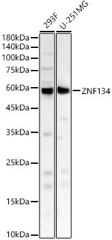 ZNF134 Rabbit pAb