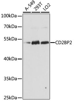 CD2BP2 Rabbit pAb