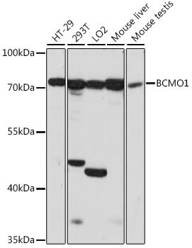 BCMO1 Rabbit pAb