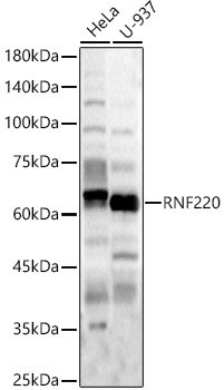 RNF220 Rabbit pAb